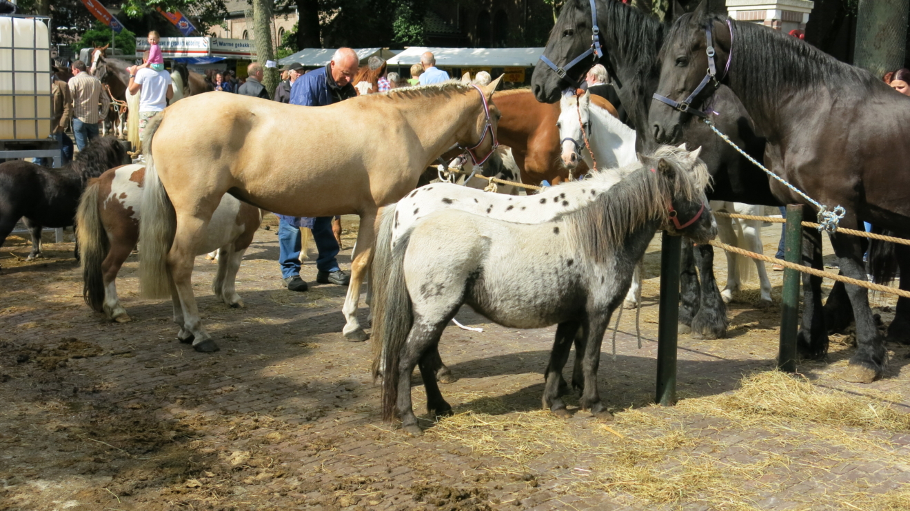 Dinsdag 17 november lezing Paarden: Tussen traditie en transformatie